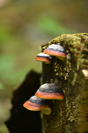 Orange mushrooms on a tree trunkの写真素材