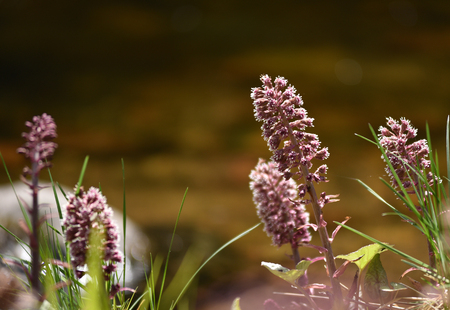 Purple wildflowers growing on a soggy soil near a riverの写真素材