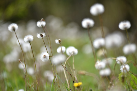 Fluffy dry dandelions in the wildernessの写真素材
