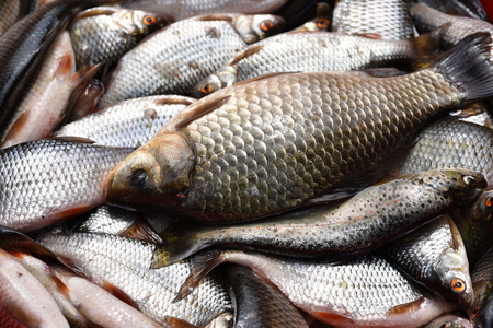 Fresh fish in the marketの写真素材