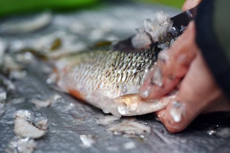 Fisherman cleaning a fish
