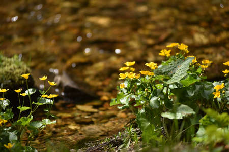 Yellow wildflowers living on soggy, wet soilの写真素材