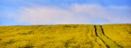 Canola field in the summer. Blooming rapeseed under blue skyの写真素材