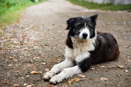 Abandoned, sad, homeless stray dog laying on the streetの写真素材