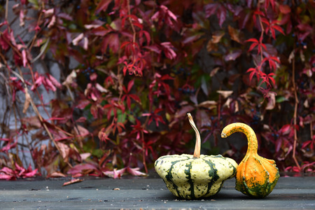 Autumn yellow pumpkin on a wooden table. Red ivy in the backgroundの写真素材