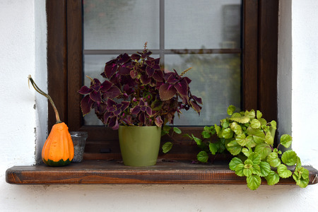 Ornamental flowers and yellow pumpkin in the windowの写真素材