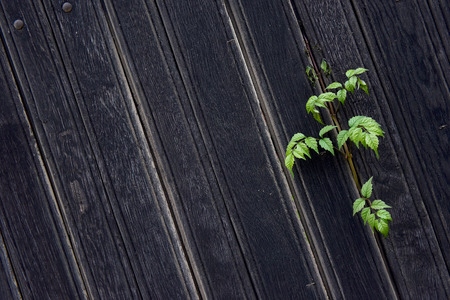 Background of a dark brown wooden fence with a green plantの写真素材