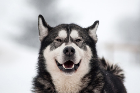 Husky dog portrait in the winter snowの写真素材