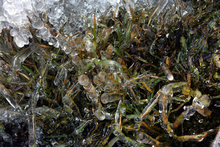 Abstract ice crystals on frozen plants at winterの写真素材