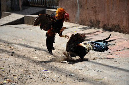Cock fighting in Vietnamの写真素材