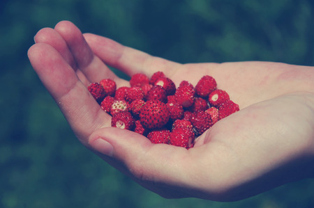 Hand holding wild strawberry in the garden. Toned imageの写真素材