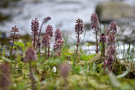 Purple wildflowers growing on a soggy soil near a riverの写真素材