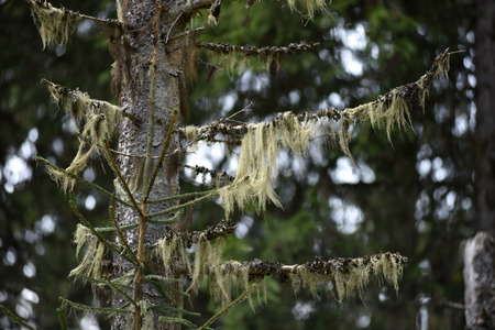 Usnea barbata, old man's beard. Fungus living in symbiosis with algaの写真素材