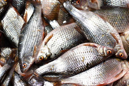 Group of fresh fishesの写真素材