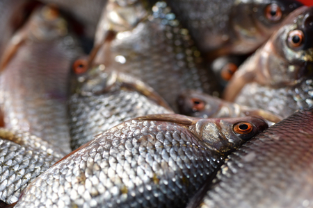 Fresh fishes close-up