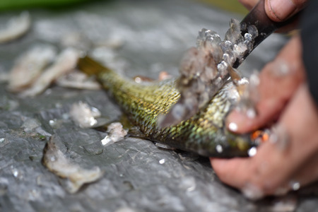 Firsherman gut and clean freshly caught fish, washing sink, cleaning scalesの写真素材
