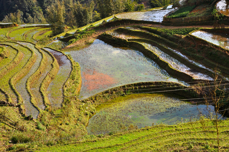 Terraced rice field in Cat Cat, Sa Pa, Northern Vietnamの写真素材