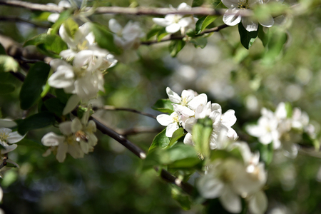 Apple tree flowers blooming in the middle of the spring seasonの写真素材
