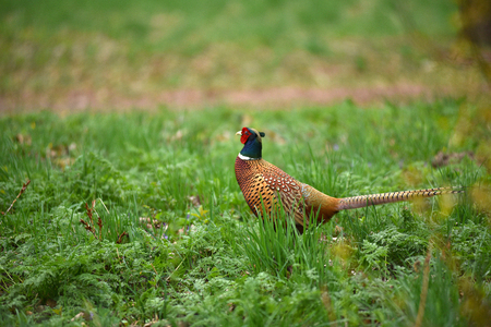 Ringneck Pheasant (Phasianus colchicus) in the forestの写真素材