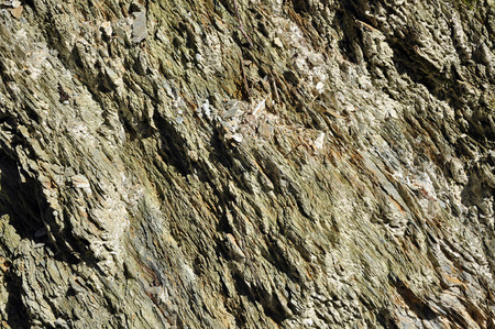 Background of a layered metamorphic rock wall