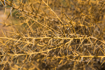 Mediterranean bush, briar thorn living in arid desertの写真素材