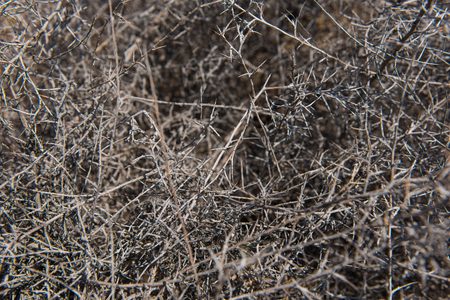 Mediterranean bush, briar thorn living in arid desertの写真素材