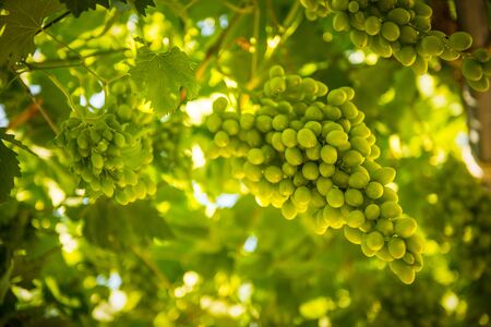 Green grapes hanging. Fresh green grapes in a vineyardの写真素材
