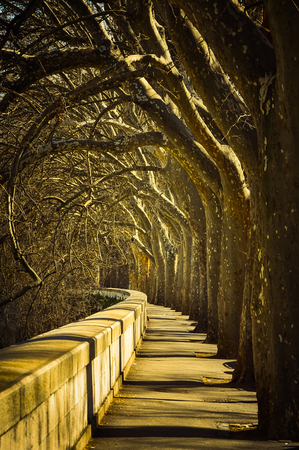 Majestic promenade with old trees near Tevere river in Rome, Italyの写真素材