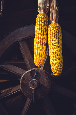 Hanging corn on a vintage cart wheel. Still lifeの写真素材