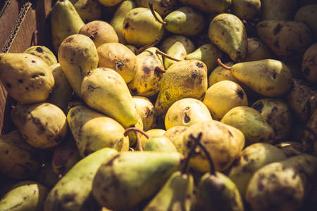 Background of fresh organic pears in the farmers market. Autumn harvestの写真素材