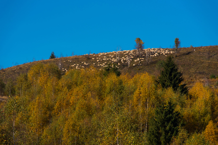 Flock of sheep grazing in the mountains at autumnの写真素材