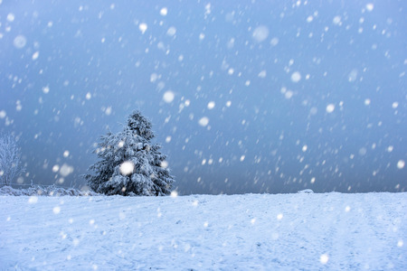 Fairy winter landscape with fir trees and snowfall. Christmas background with snowy fir trees and snowflakesの写真素材