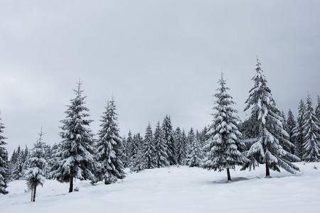 Winter fir trees in the mountains covered with fresh snow