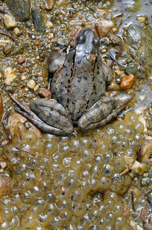 Close-up of a frog and frogspawn in the waterの写真素材