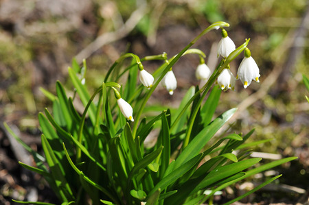 White spring snowflake flower in the wild. Leucojum vernum is a perennial bulbous flowering plant speciesの写真素材