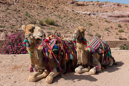 Bedouin camels resting in the desert. Petra, Jordanの写真素材