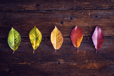 Collection of autumn leaves symbolizing the four seasons on a wooden background. Table top viewの写真素材