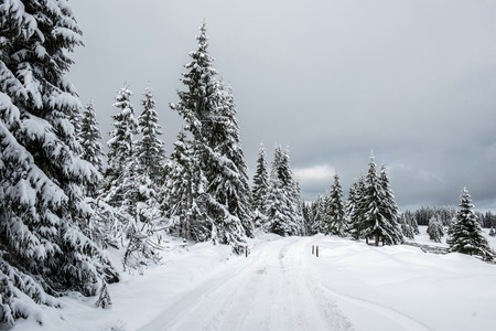 Christmas and New Year background with winter trees in the mountains covered with snow