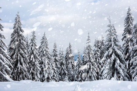 Snowy fir trees in winter forest at snowfall. Snowflakes and Christmas conceptの写真素材