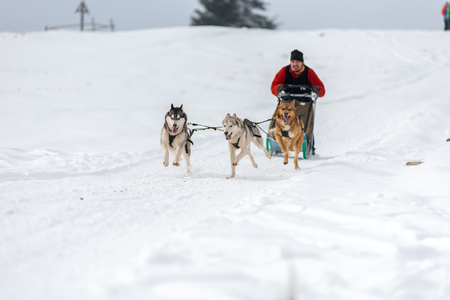 BELIS, ROMANIA - FEBRUARY 17, 2018: Musher racing at a public dog sled race show with husky dogs in the Transylvanian mountainsのeditorial素材