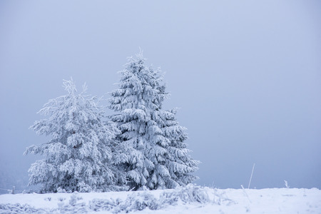 Winter landscape with snow-covered pine and fir trees. Christmas conceptの写真素材