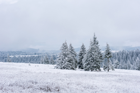 Fairy winter landscape with snow covered Christmas treesの写真素材