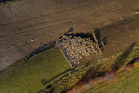 Aerial drone view of sheep in sheepfold in the mountainsの写真素材