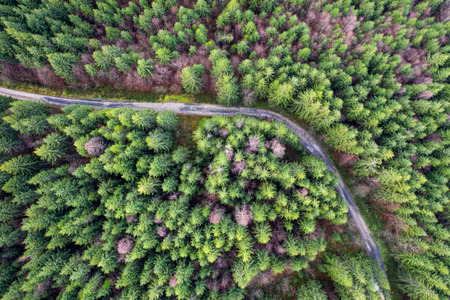 Aerial view of green pine forest and a road captured from a done