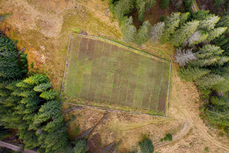 Aerial view of fir tree nursery, plantation from a droneの写真素材