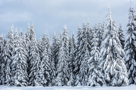 Trees covered with hoarfrost and snow in mountainsの写真素材