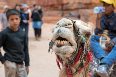 PETRA, JORDAN - MAY 17, 2018: Arab bedouin guide riding his camel in the Unesco heritage site of Petraのeditorial素材