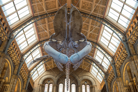 LONDON, UK - MARCH 22, 2019: Giant skeleton of a blue whale hanging in the central hall of the Natural History Museum of Londonのeditorial素材