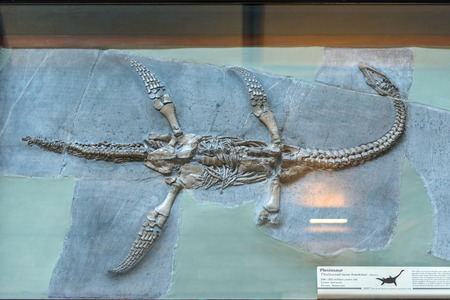 LONDON, UK - MARCH 22, 2019: The extinct large marine reptile called Plesiosaurus lived during the Jurassic Period. The specimen is from the collection of Fossil Marine Reptiles Gallery in the Natural History Museumのeditorial素材