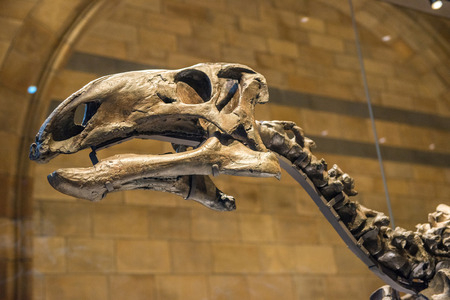 LONDON, UK - MARCH 22, 2019: Dinosaur (Mantellisaurus) exhibited in Natural History Museum is one of the most complete skeletons ever found in Englandのeditorial素材